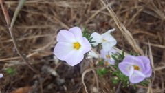 Leptosiphon grandiflorus