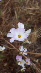 Leptosiphon grandiflorus