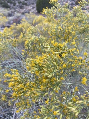 Ericameria nauseosa var. ceruminosa