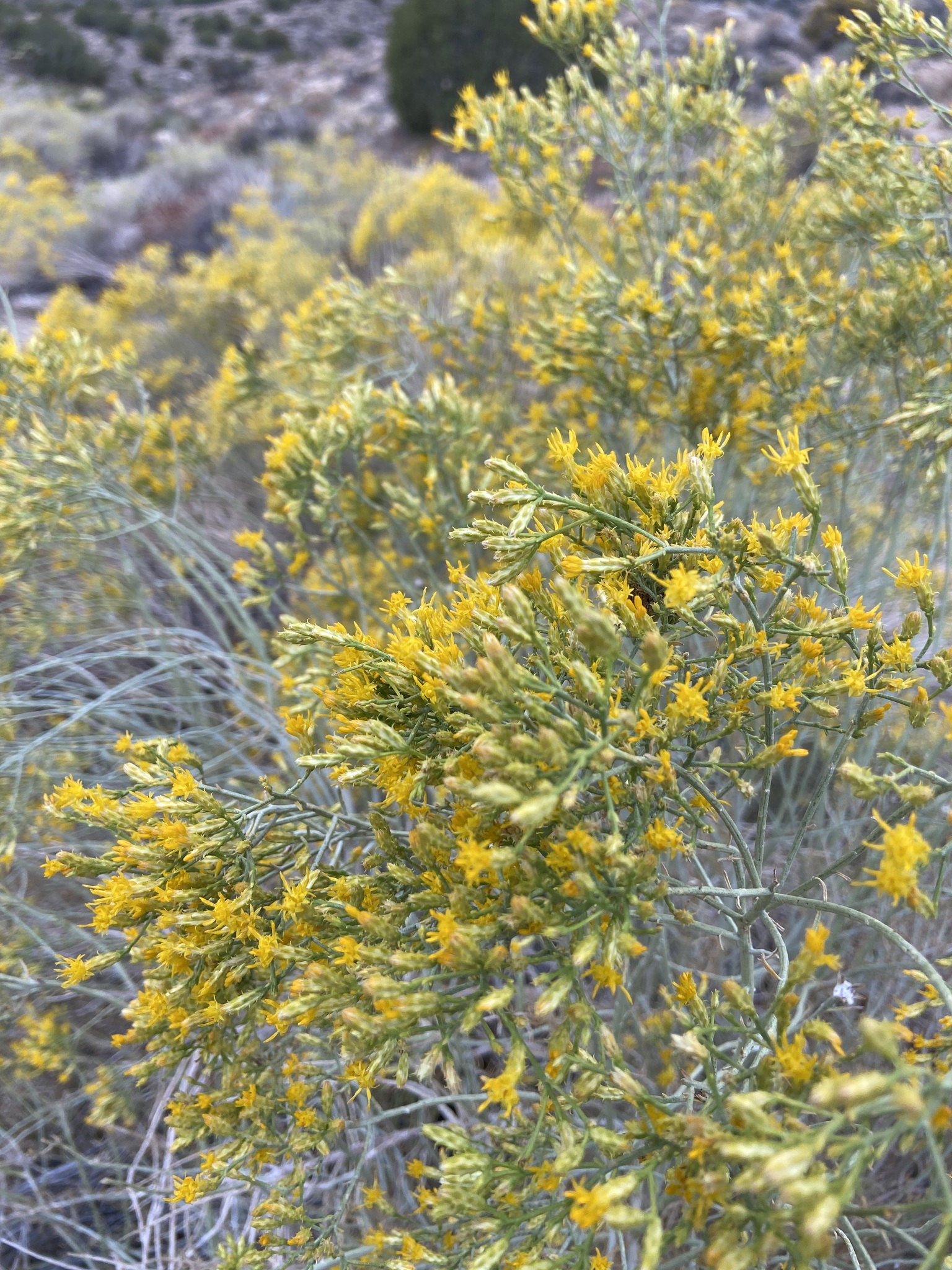 Ericameria nauseosa var. ceruminosa