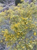 Desert Rabbitbrush - Photo (c) Emily Chebul, some rights reserved (CC BY-SA), uploaded by Emily Chebul