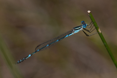 Austrolestes minjerriba