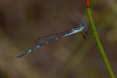 Austrolestes minjerriba