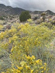 Ericameria nauseosa ceruminosa