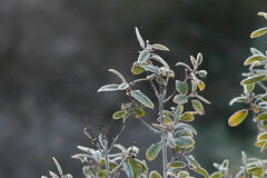 Frangula californica