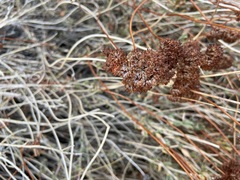 Eriogonum fasciculatum
