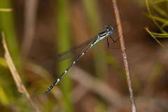 Austrolestes minjerriba