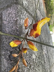 Thunbergia mysorensis