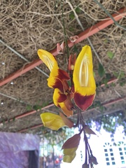 Thunbergia mysorensis