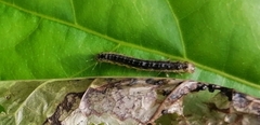 Eulepte