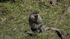 Chlorocebus pygerythrus hilgerti