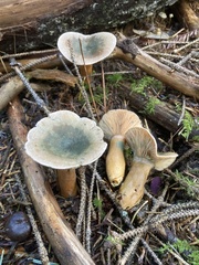 Lactarius aurantiosordidus