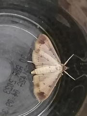Eulepte