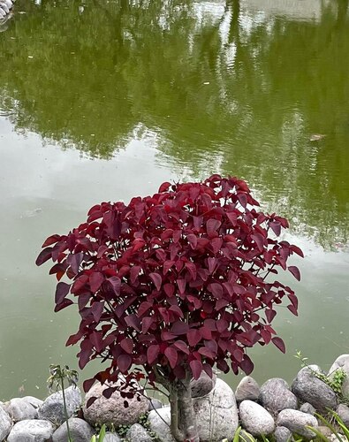 Euphorbia cotinifolia iNat (3)