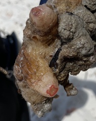 Pyura praeputialis