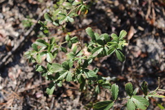 Rubus cuneifolius