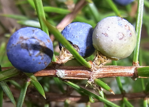 Paprastasis kadagys nuotrauka