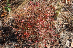Vaccinium elliottii