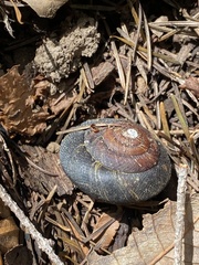 Monadenia infumata