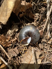 Monadenia infumata
