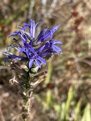 Lobelia gruina