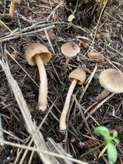 Inocybe cinnamomea