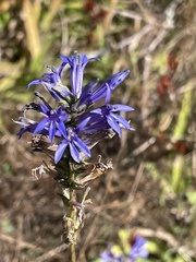 Lobelia gruina