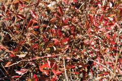 Vaccinium elliottii