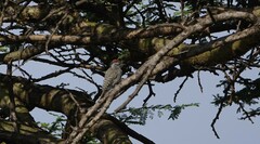 Chloropicus fuscescens