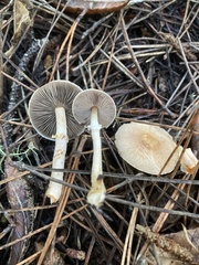 Agaricus diminutivus