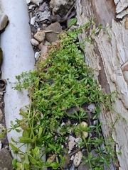 Galium aparine