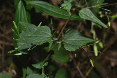 Brickellia diffusa