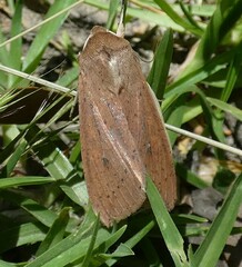 Mythimna convecta