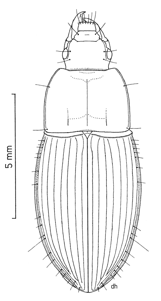 Cerabilia