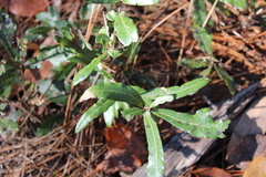 Quercus pumila