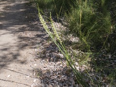 Prasophyllum brownii