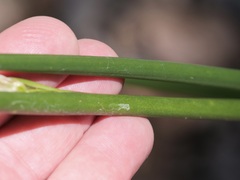 Prasophyllum brownii