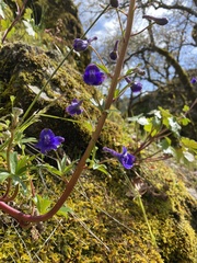 Delphinium trolliifolium