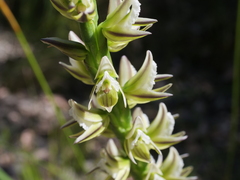 Prasophyllum brownii