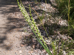 Prasophyllum brownii