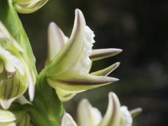 Prasophyllum brownii