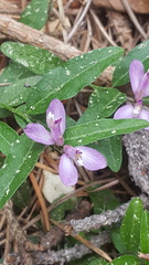 Rhinotropis californica