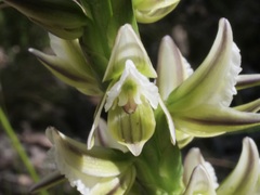 Prasophyllum brownii