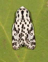 Hypercompe permaculata