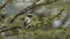 Pseudonigrita arnaudi