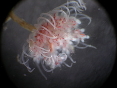 Ectopleura