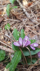 Rhinotropis californica