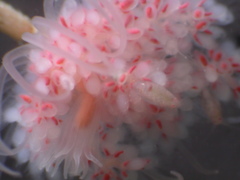 Ectopleura