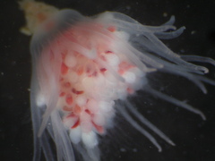 Ectopleura
