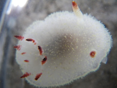 Acanthodoris nanaimoensis